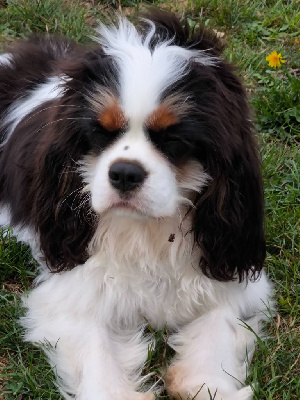 Étalon Cavalier King Charles Spaniel - Amor amor Du Mas De Dixie