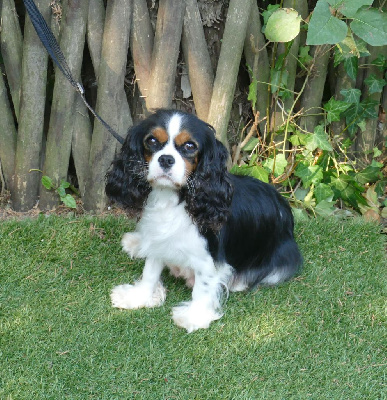Étalon Cavalier King Charles Spaniel - Undy Du Temps Des Amazones