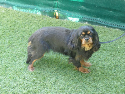 Étalon Cavalier King Charles Spaniel - Tiana Du Temps Des Amazones