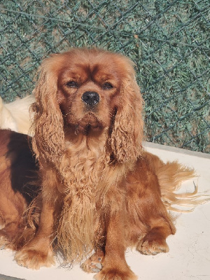 Étalon Cavalier King Charles Spaniel - JÉrusalem pride of alemargo's