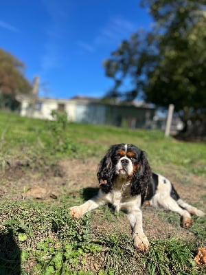 Étalon Cavalier King Charles Spaniel - Ulaly De Lev'horse