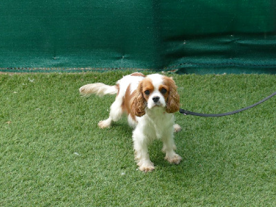 Étalon Cavalier King Charles Spaniel - Violeta Du Temps Des Amazones