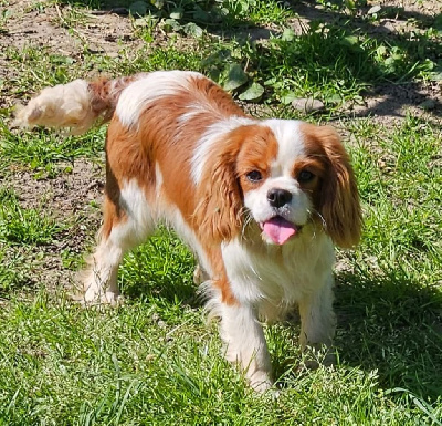 Étalon Cavalier King Charles Spaniel - Utopia de l'eden de malizia