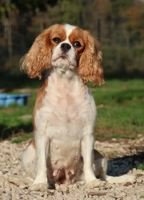 Étalon Cavalier King Charles Spaniel - Tia De L'Etoile Du Verger
