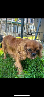 Étalon Cavalier King Charles Spaniel - Vanora Jone's Tiska