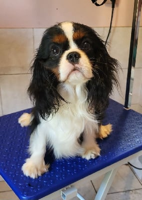 Étalon Cavalier King Charles Spaniel - Viens petit coeur des Princes de la foret noire
