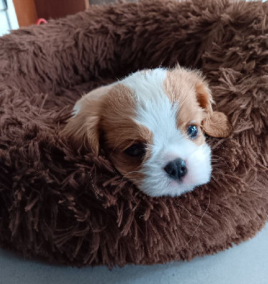 Étalon Cavalier King Charles Spaniel - Victoria des anges de la Lyve
