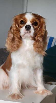 Étalon Cavalier King Charles Spaniel - Tina De la geode
