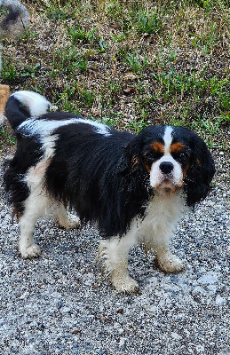 Étalon Cavalier King Charles Spaniel - Une etoile Du Millésime Champenois
