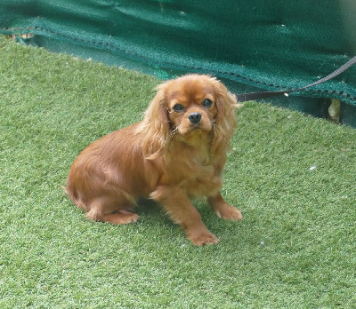 Étalon Cavalier King Charles Spaniel - Ulane Du Temps Des Amazones
