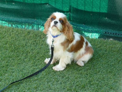 Étalon Cavalier King Charles Spaniel - Urielle Du Temps Des Amazones