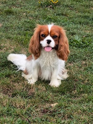 Étalon Cavalier King Charles Spaniel - Verjus trognons d'haudricourt