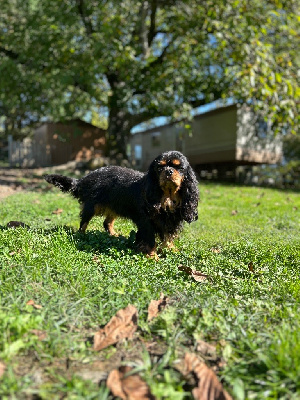Étalon Cavalier King Charles Spaniel - Ushuaia Des Grands Reves Du Sud