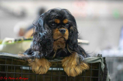 Étalon Cavalier King Charles Spaniel - CH. Vadim du pré au comte