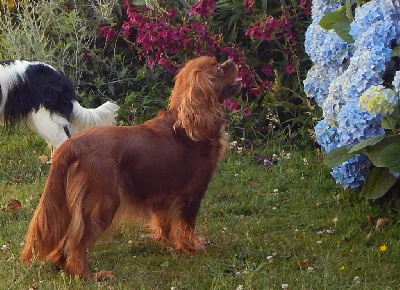 Étalon Cavalier King Charles Spaniel - Schweppes (Sans Affixe)