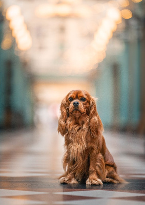Étalon Cavalier King Charles Spaniel - CH. Un comte de lioncourt Des Grandes-duchesses De Pouchkine