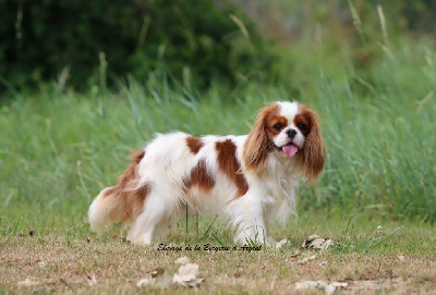 Étalon Cavalier King Charles Spaniel - russkiy dzhekpot Vegas