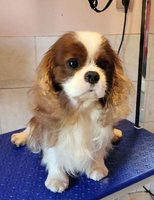 Étalon Cavalier King Charles Spaniel - Camelot elegancijos kristalas