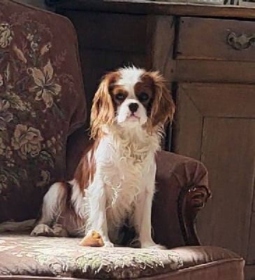 Étalon Cavalier King Charles Spaniel - Vox populi du domaine de machrisor