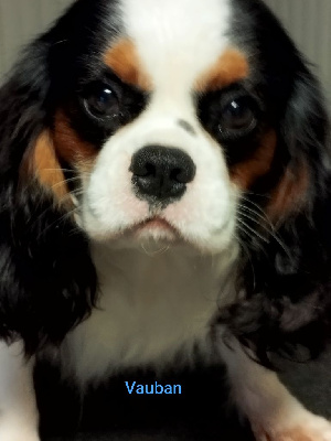 Étalon Cavalier King Charles Spaniel - Vauban De La Vallée Du Montois