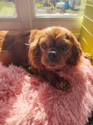 Étalon Cavalier King Charles Spaniel - romy