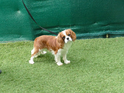 Étalon Cavalier King Charles Spaniel - Unatan totemgard (Sans Affixe)