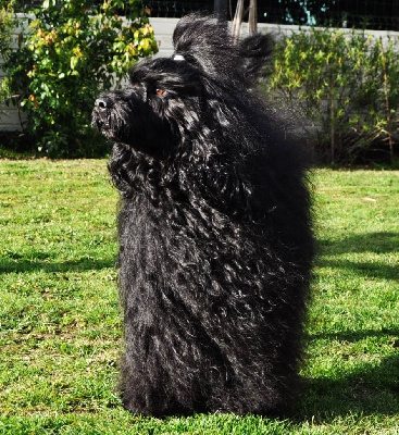 Étalon Chien d'eau portugais - Happily's Unstoppable