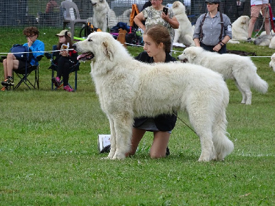 Étalon Chien de Montagne des Pyrenees - Lisey de alba de los danzantes