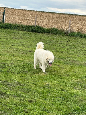 Étalon Chien de Montagne des Pyrenees - Vangog Du Hameau Des Nours