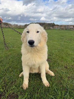 Étalon Chien de Montagne des Pyrenees - Amour Du Hameau Des Nours