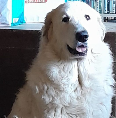 Étalon Chien de Montagne des Pyrenees - Uranie De L'Ange Des Vosges Du Nord