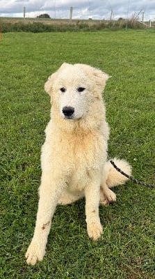 Étalon Chien de Montagne des Pyrenees - Ades Du Hameau Des Nours