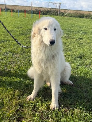 Étalon Chien de Montagne des Pyrenees - Vaillante Du Hameau Des Nours