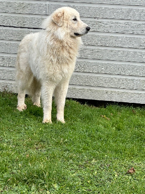 Étalon Chien de Montagne des Pyrenees - Todd (Sans Affixe)