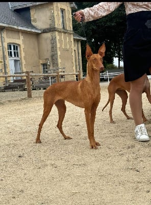 Étalon Chien du Pharaon - CH. Ubysse Des Gardiens Sacrés D’Hardaï