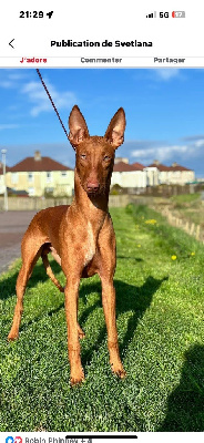 Étalon Chien du Pharaon - CH. zecharia Vibranium
