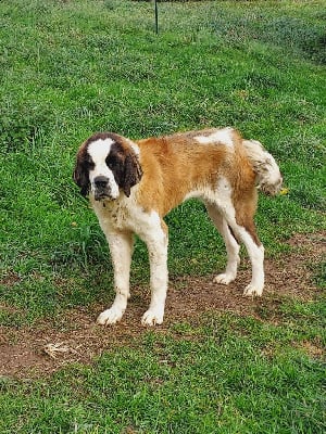 Étalon Chien du Saint-Bernard - Antsiranana de la Boutinais
