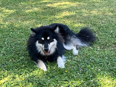 Vegvisir ratatosk Des Bocages De Thierache