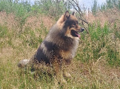 Étalon Chien finnois de Laponie - Ukonniemi ucky of artic cobaka