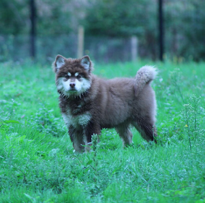 Étalon Chien finnois de Laponie - Aliika Tolosa Maakunta