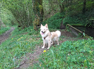 Étalon Chien finnois de Laponie - Ubelle Du Domaine Louchine