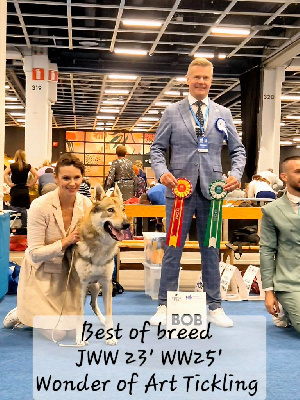 Étalon Chien-loup tchecoslovaque - CH. Wonder of Art Tickling