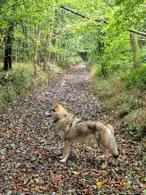 Étalon Chien-loup tchecoslovaque - Wonder of Art The queen o f my heart