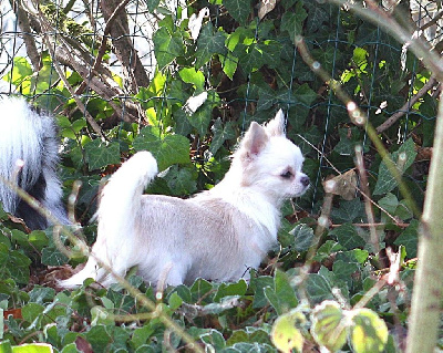 Étalon Chihuahua - Umana Des graines de stars