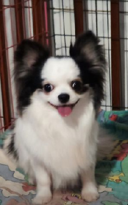 Étalon Chihuahua - ljustalvers Baren