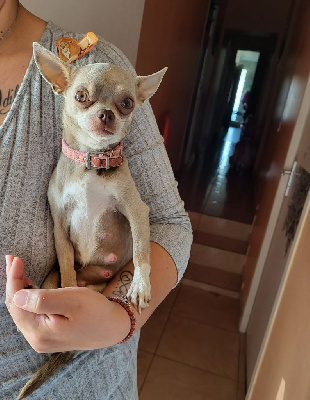 Étalon Chihuahua - (Sans Affixe) Neptune