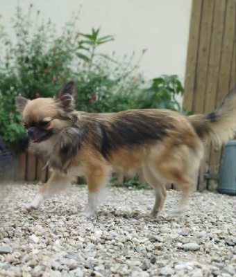 Étalon Chihuahua - Vi-ai-pi du Clan d'Adonis