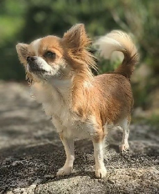 Étalon Chihuahua - Utmost smile Ladi Lafé