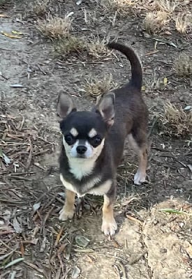 Étalon Chihuahua - Utube Des Etoiles De Nice