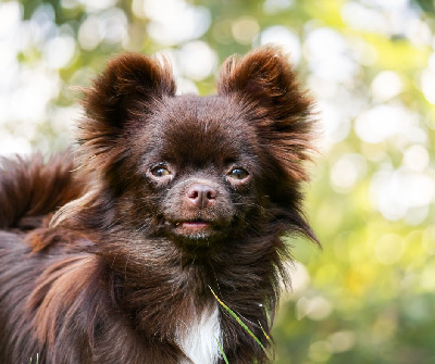 Étalon Chihuahua - Valezïa poetica des Emeraudes de Nahusha